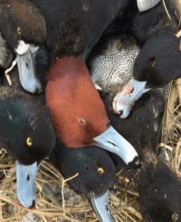 Redhead and Blue Bill Pile