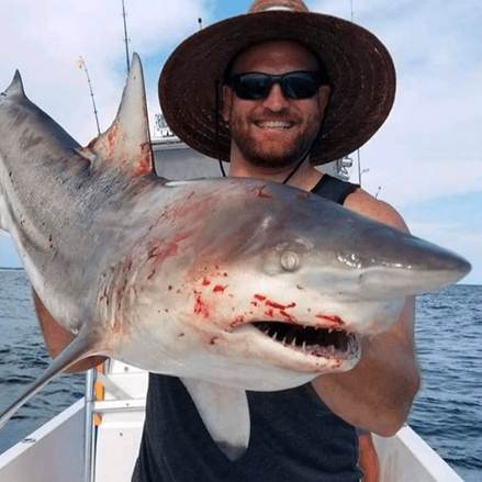 Shark fishing laws in Florida