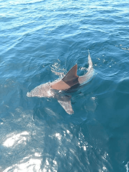 Shark fishing laws in Mississippi