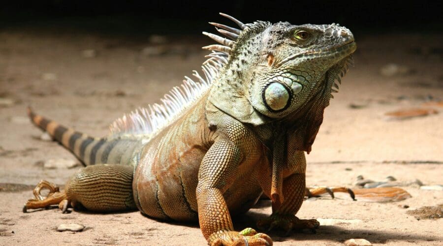 The Best Places to Go Iguana Hunting in Florida